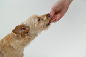 petit chien nourris a la main